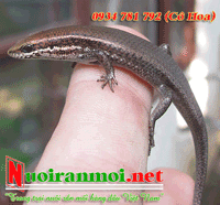 Bán rắn mối giống con ban ran moi con