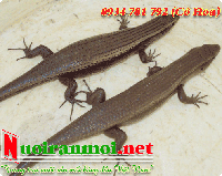 Bán rắn mối giống trưởng thành ban ran moi truong thanh